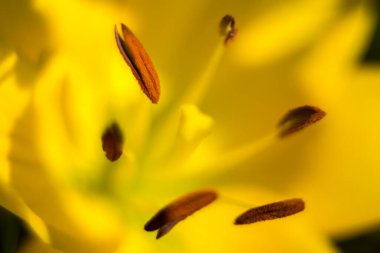 Odaklanmanın yumuşak olduğu doğal bir arka plan. Makro atış. Sarı zambak