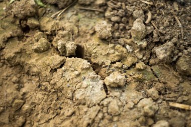 Odaklanmanın yumuşak olduğu doğal bir arka plan. Makro atış. Toprak.