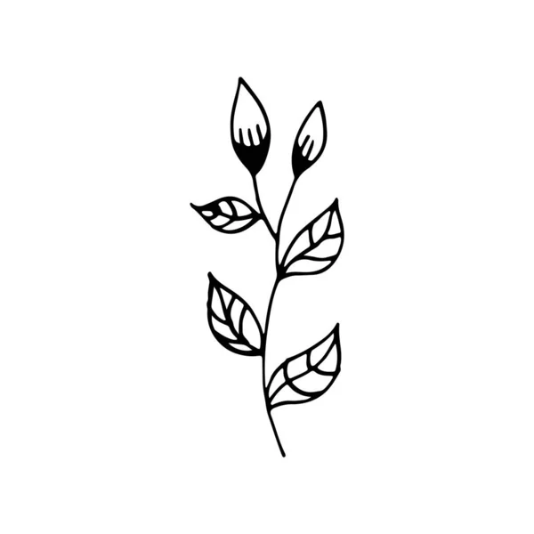 Handgetekende Plant Doodle Afbeelding Van Een Bloem Bloemen Vector Voor — Stockvector