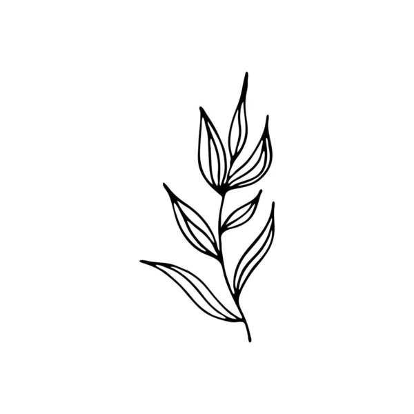 Ručně Kreslená Rostlina Doodle Obraz Květiny Květinový Vektor Pro Web — Stockový vektor