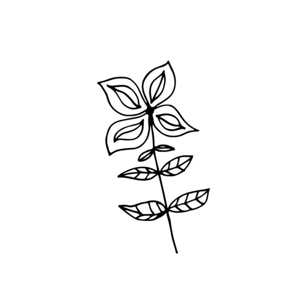 Handgezeichnete Pflanze Doodle Bild Einer Blume Floral Vektor Für Web — Stockvektor