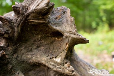 Kuru ağaç gövdesi. Bir ağaç yere düştü. Kökler. Ahşap dokular. Metin, web, sunum için doğal arkaplan.