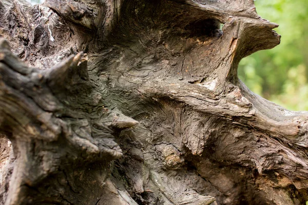 Dry tree trunk. A tree fell to the ground. Roots. Wood texture. Natural background for text, web, presentation.