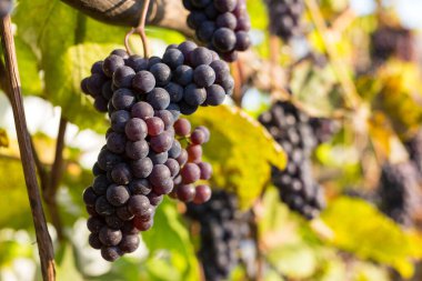 Odaklanmanın yumuşak olduğu doğal bir arka plan. Makro atış. Sonbahar hasadı. Üzümler.