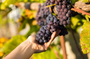 Odaklanmanın yumuşak olduğu doğal bir arka plan. Makro atış. Sonbahar hasadı. Üzümler.