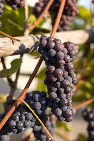 Fondo Natural Donde Enfoque Suave Macro Disparó Cosecha Otoño Uvas — Foto de Stock