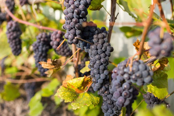 Fondo Natural Donde Enfoque Suave Macro Disparó Cosecha Otoño Uvas — Foto de Stock