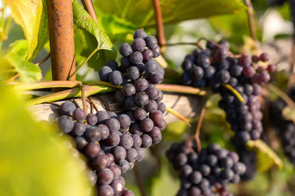 Fondo Natural Donde Enfoque Suave Macro Disparó Cosecha Otoño Uvas — Foto de Stock