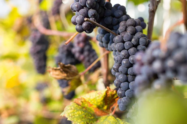 Fondo Natural Donde Enfoque Suave Macro Disparó Cosecha Otoño Uvas — Foto de Stock