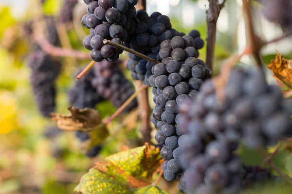 Fondo Natural Donde Enfoque Suave Macro Disparó Cosecha Otoño Uvas — Foto de Stock