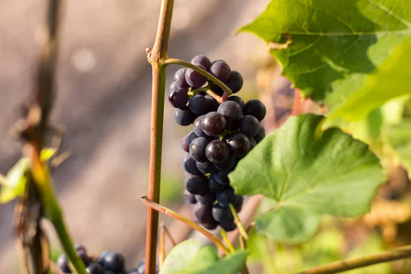 Fondo Natural Donde Enfoque Suave Macro Disparó Cosecha Otoño Uvas — Foto de Stock