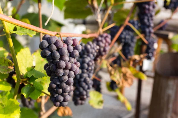 Fondo Natural Donde Enfoque Suave Macro Disparó Cosecha Otoño Uvas — Foto de Stock