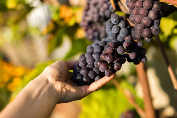 Fondo Natural Donde Enfoque Suave Macro Disparó Cosecha Otoño Uvas — Foto de Stock