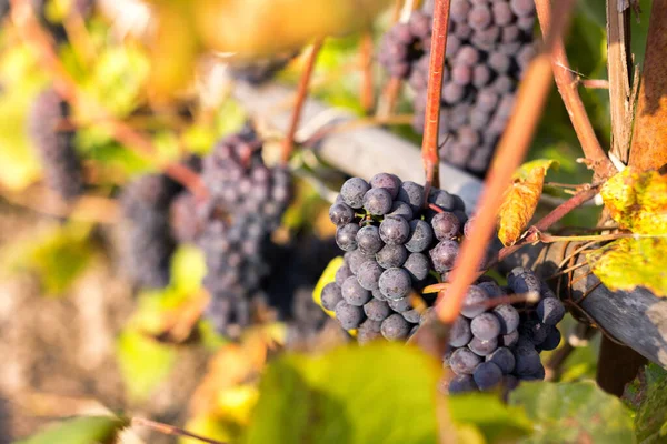 Fondo Natural Donde Enfoque Suave Macro Disparó Cosecha Otoño Uvas — Foto de Stock