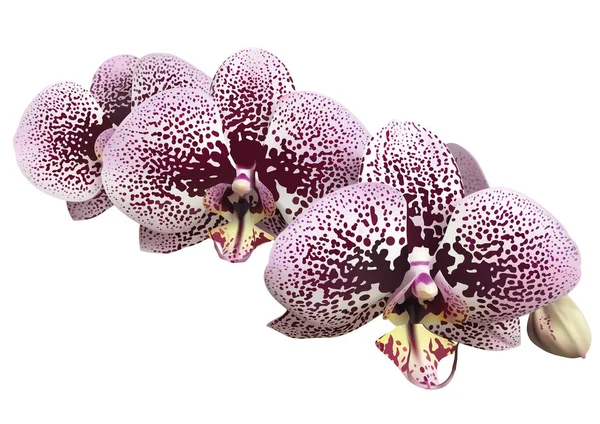 Hermosas Flores Orquídea Sobre Fondo Blanco — Archivo Imágenes Vectoriales