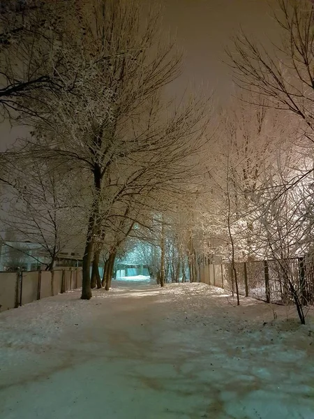 Beautiful Frost Trees — Stock Photo, Image