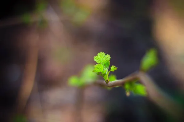 První Zelené Springleaves Přírodní Pozadí — Stock fotografie