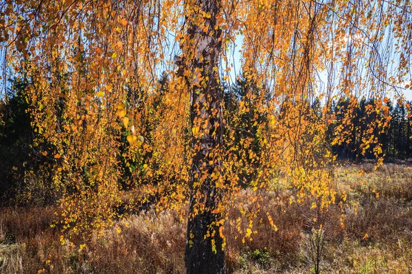 Höst Med Gula Björklöv Solskenet Genom Gula Blad — Stockfoto