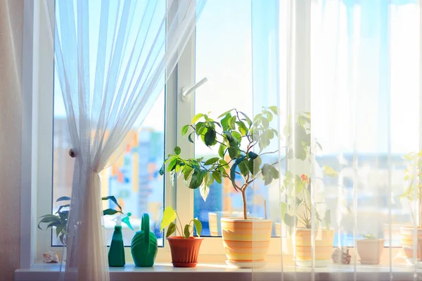 House plants on window