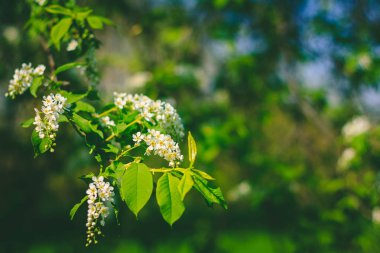 Güneşli bir günde çiçek açan kuş-kiraz ağacı