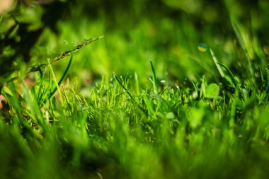Güneşli bir günde ilk bahar çim
