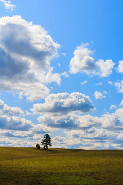 Sommar Landsbygd Landskap Med Molnhimmel Och Grönt Fält Med Ensamt — Stockfoto