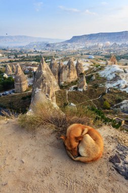 Köpek sabahın erken saatlerinde Kapadokya 'nın dağ manzarasında uyuyor. Vadinin üzerinde uçan sıcak hava balonları.