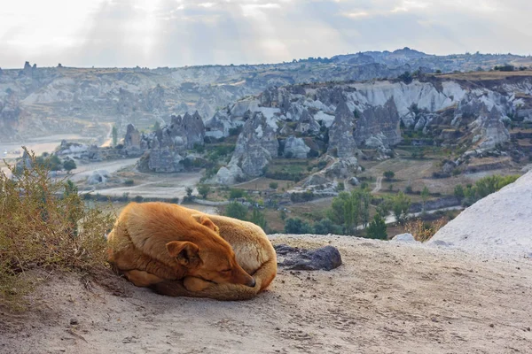 Dog sleep in the mountain landscape of Cappadocia in the early morning. Hot air balloons flying over the valley.