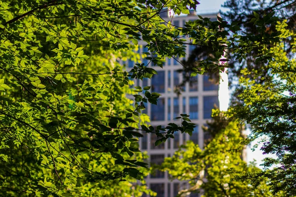 Hojas Verdes Ciudad Con Edificios Modernos Fondo —  Fotos de Stock