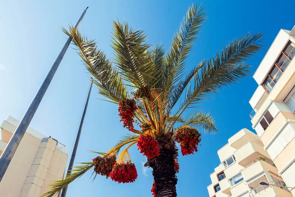 Date palm tree with dates in city