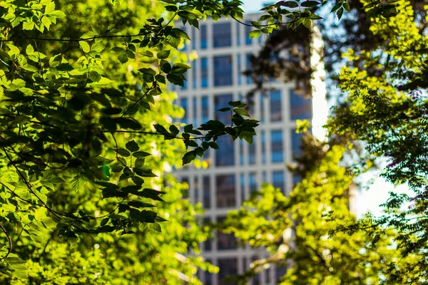 Folhas Verdes Luz Sol Com Edifícios Fundo — Fotografia de Stock