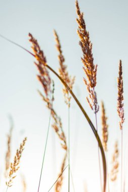 Güneşin altın gün batımında çeşitli otlar ve kulaklar. Sonbahar otları ve akşamları güneş ışığı.