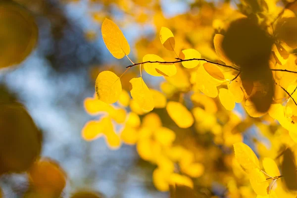 Feuilles Peuplier Faux Tremble Jaune Automne — Photo