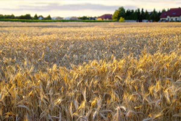 Krajobraz Złote Pola Zachód Słońca Gotowe Zbioru Zbóż — Zdjęcie stockowe