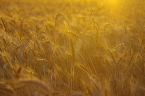 Goldene Roggen Ähren Gegen Den Sonnenuntergang Feld Zur Ernte Bereit — Stockfoto