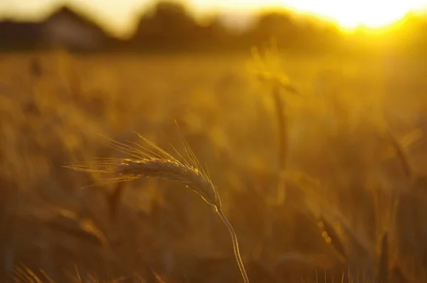 Jednym Uchem Krajobraz Złote Pola Zachód Słońca Gotowe Zbioru Zbóż — Zdjęcie stockowe