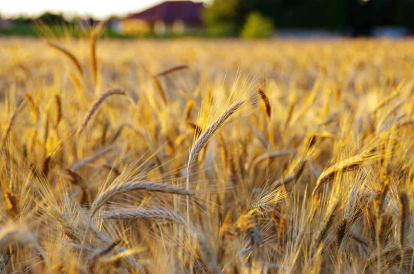 Krajobraz Złote Pola Zachód Słońca Gotowe Zbioru Zbóż — Zdjęcie stockowe