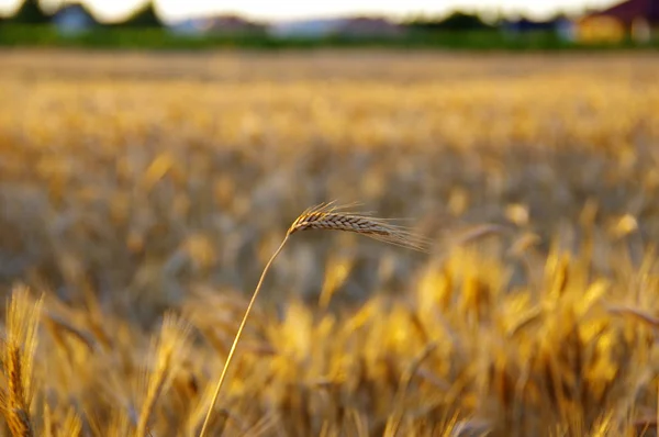 Enda Öra Och Landskapet Gyllene Fält Sunset Grain Redo För — Stockfoto