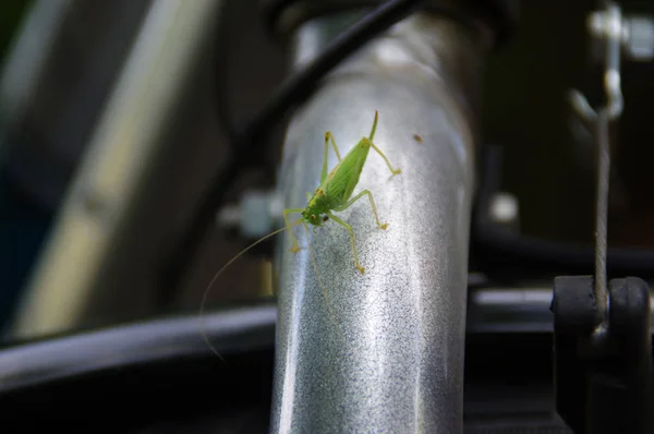 Grasshopper Caminha Uma Armação Bicicleta Visão Macro Ambiente Natural Perto — Fotografia de Stock