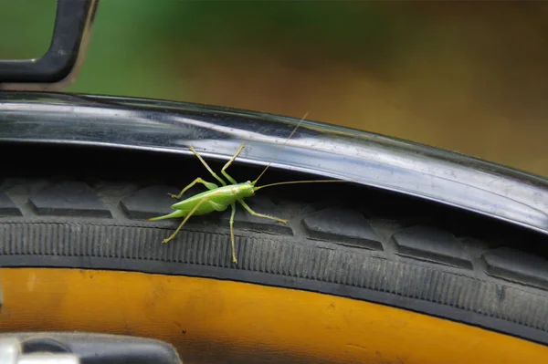 Kobylka Chodí Jízdního Kola Zobrazení Makra Přírodní Prostředí Nás — Stock fotografie