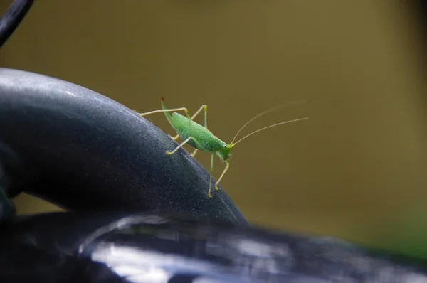 Grasshopper Caminha Uma Armação Bicicleta Visão Macro Ambiente Natural Perto — Fotografia de Stock