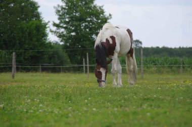 Pinto at çiftlikte otlatma. At çim çayır üzerinde haddeleme.