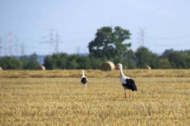 Leylek mowed sahada yürüyor. Yabani kuşlar ve bir çiftlikte hasat. Avrupa kırsal sahne.