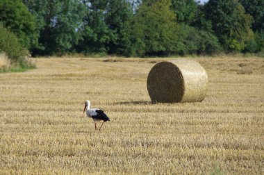 Leylek biçilmis sahaya yürüyerek. Yabani kuş ve çiftlikte hasat. Avrupa kırsal sahne.
