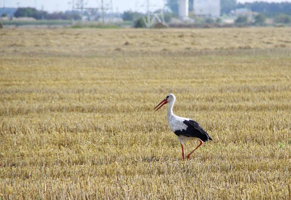 Stork Walk Mown Field Wild Bird Harvest Farm European Rural — Stock Photo, Image