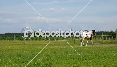 Pinto at çiftliği mera üzerinde çalışan. Kahverengi-beyaz atının çayır çimen.