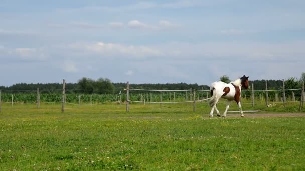 Un cheval Pinto qui court dans un pâturage. Cheval brun-blanc sur prairie d'herbe .