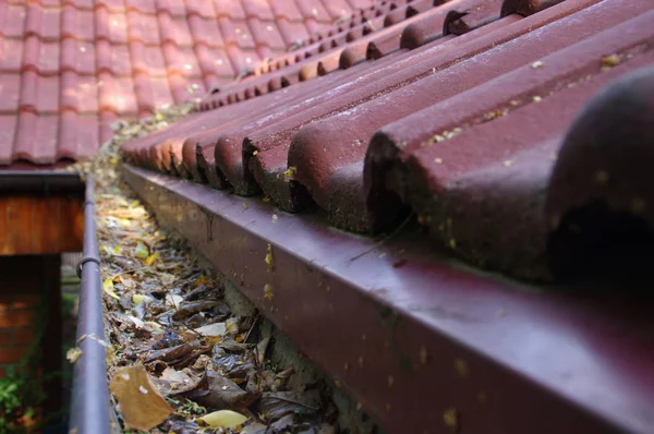 Clogged gutter through the leaves. Spring and autumn cleaning of the roof gutter.