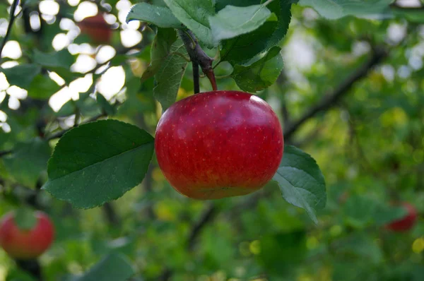 Ένα Juicy Κόκκινο Μήλο Από Ένα Δέντρο Σύνολο Των Φρούτων — Φωτογραφία Αρχείου