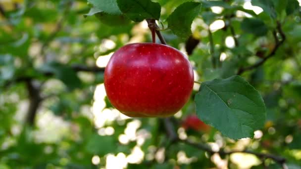 Einen Roten Saftigen Apfel Vom Baum Pflücken Reihe Von Früchten — Stockvideo
